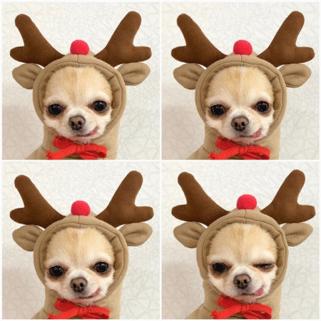 Cute Fruit Dog Hoodie – Warm Fleece Winter Outfit for Small Dogs & Cats