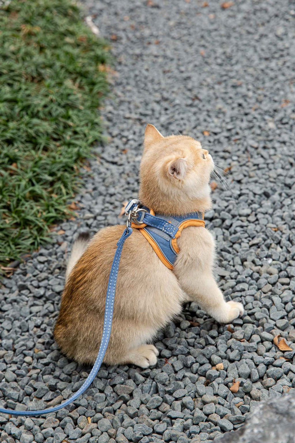 Cat Traction Rope Vest-Style Reflective Chest Harness Anti-Stroke Resistance
